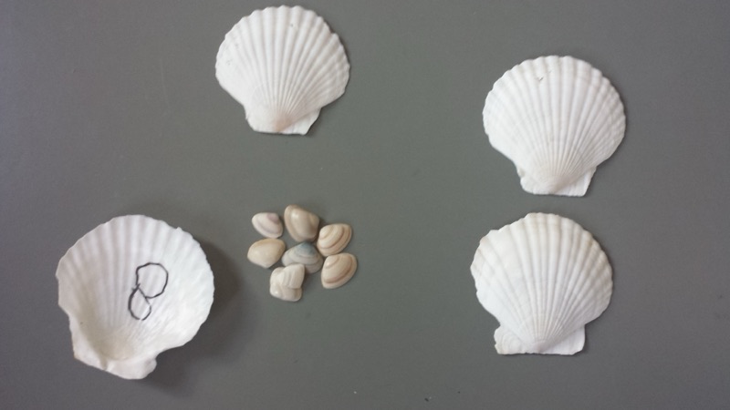 Voorbeeld van Meer of minder schelpen onder de schelp
