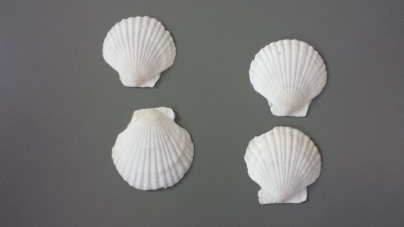 Voorbeeld van Paren maken van schelpen