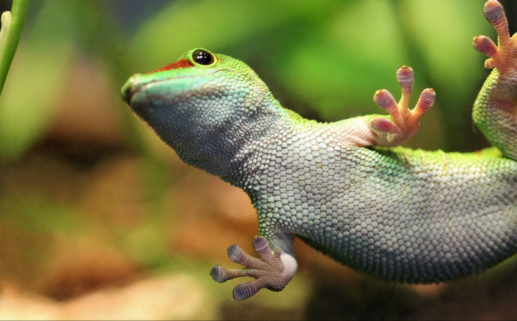 Biomimicry: Gekko-Klimvoet & Droge Kleeftechnologie — afbeelding 2