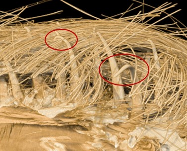 Biomimicry Klit-Hechting: Microscopische Zaadhaken, Klittenband & Treksterkte — afbeelding 2