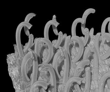 Biomimicry Klit-Hechting: Microscopische Zaadhaken, Klittenband & Treksterkte — afbeelding 3