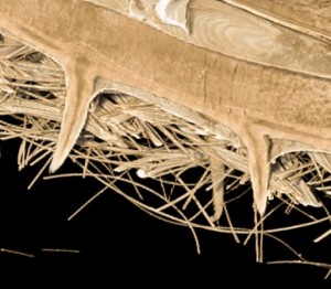 De Kliswortel & Klittenband Challenge (Biomimicry)