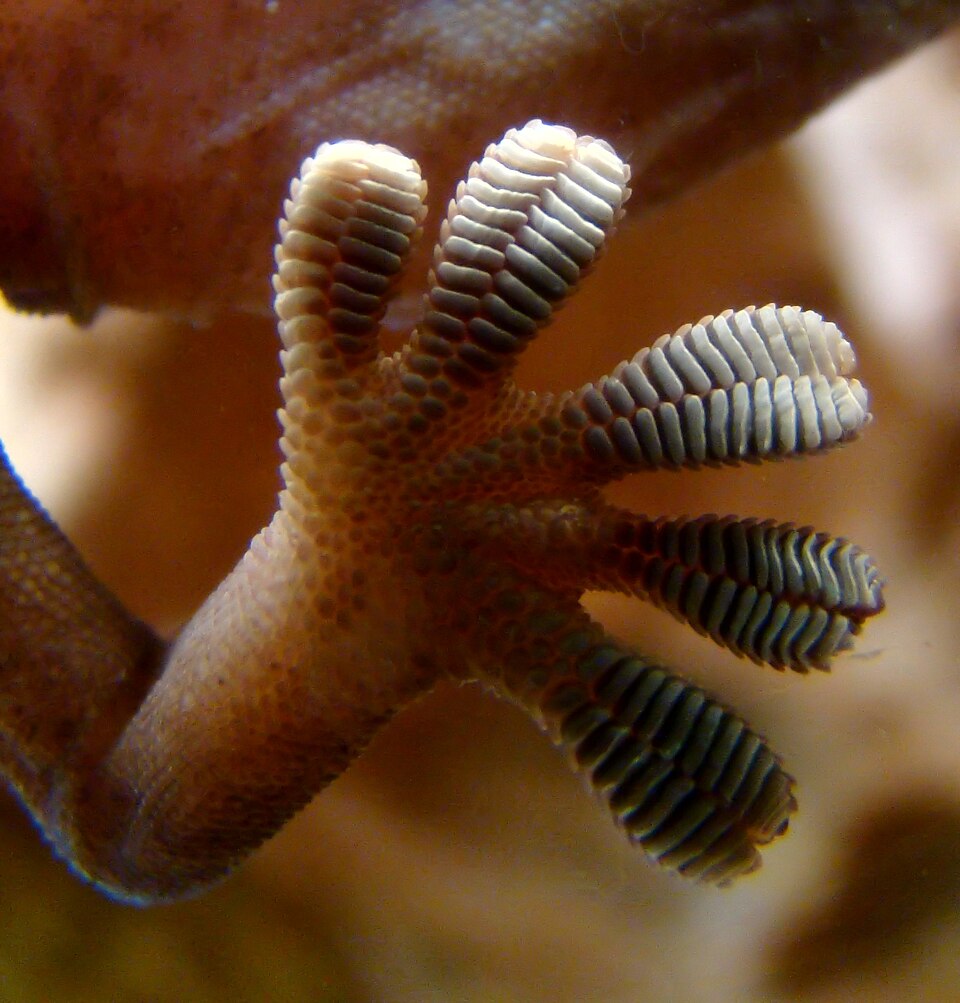 Biomimicry: leer van de natuur