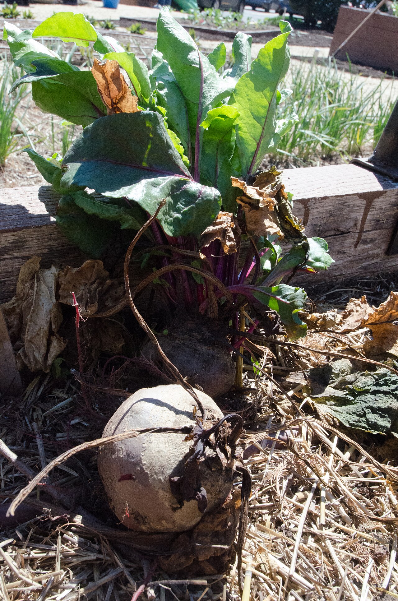 Een schoolmoestuin aanleggen