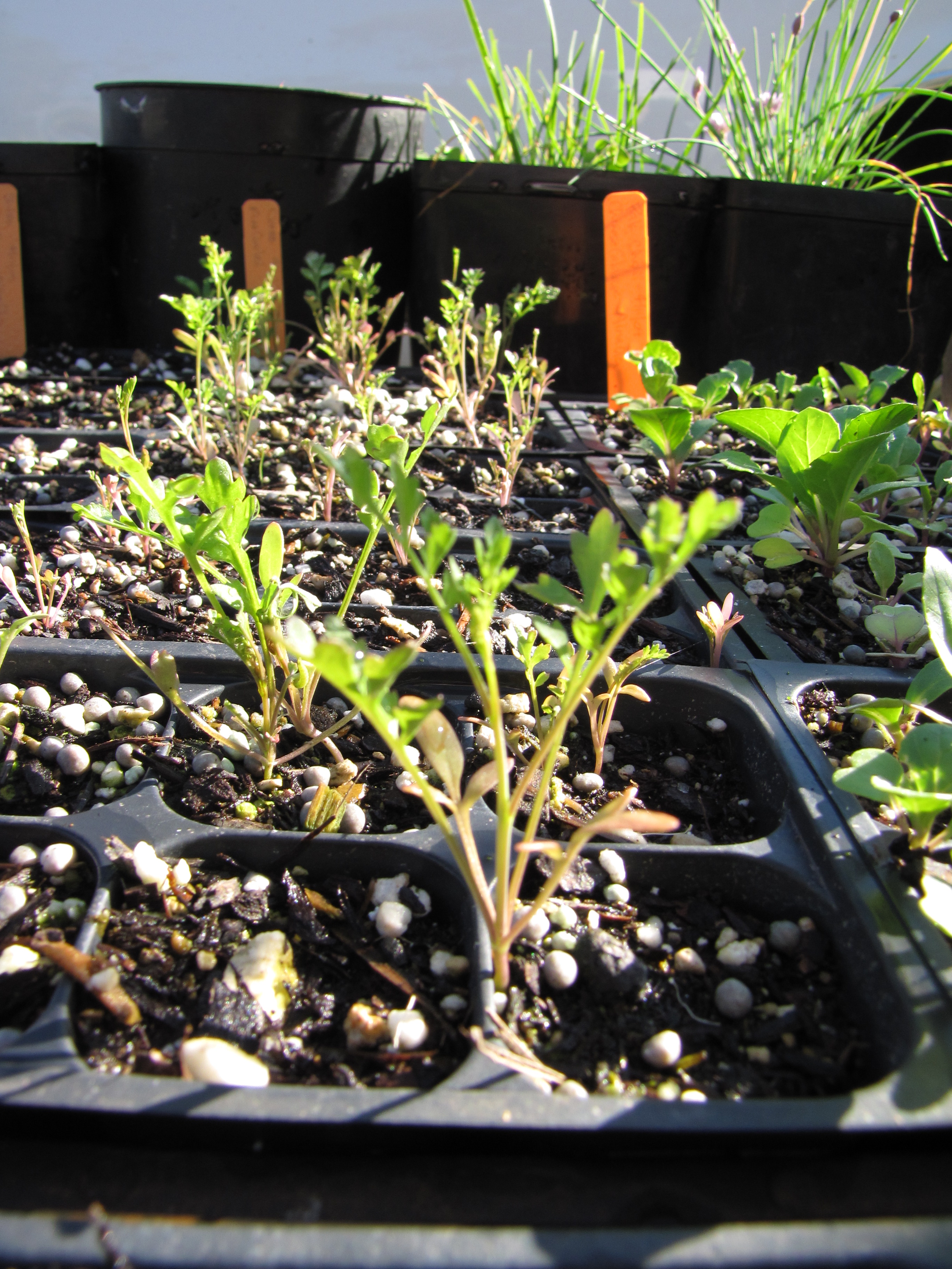 Onderzoek tuinkers: groeit een plant in het donker?