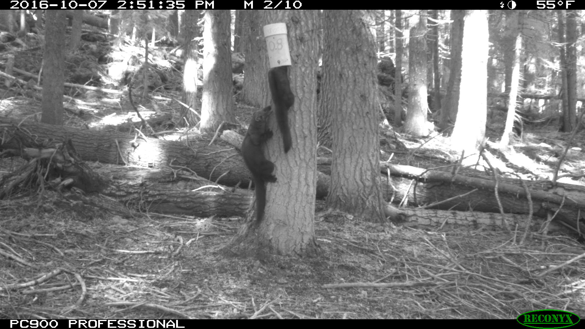 Slimme Wildlife Cameraval: PIR-Infrarood Bewegingsdetectie & Automatische Fotografie