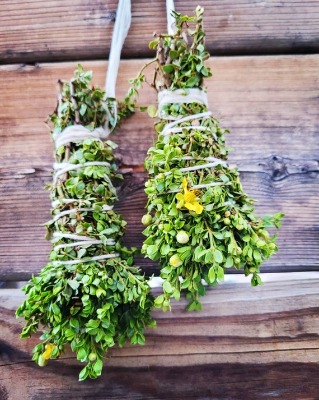 Dried Chaparral creosote Larrea Tridentata Shower Bundles | Etsy