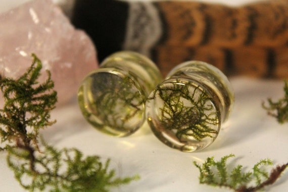 Moss Plugs  Common Tree Lichen Double Flare Tunnel Gauge | Etsy Canada