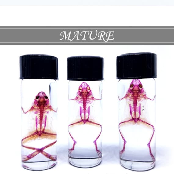 Tiny Diaphonized Frog Specimen | Etsy