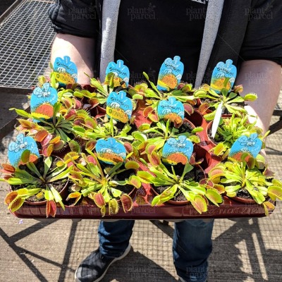 Venus Fly Trap | Etsy UK