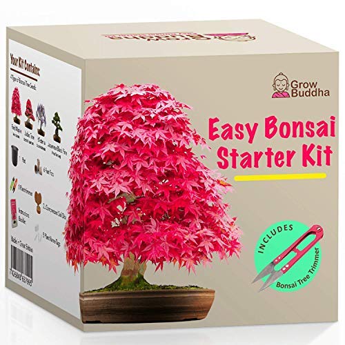 Grow Your own Bonsai kit – Easily Grow 4 Types of Bonsai Trees with Our Complete Beginner Friendly Bonsai Seeds Starter kit – Unique Seed kit Gift idea