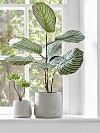 Two Nested Concrete Planters