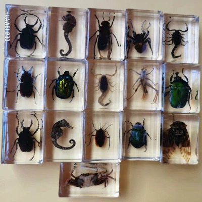 15kinds Real Insect Specimens Resin