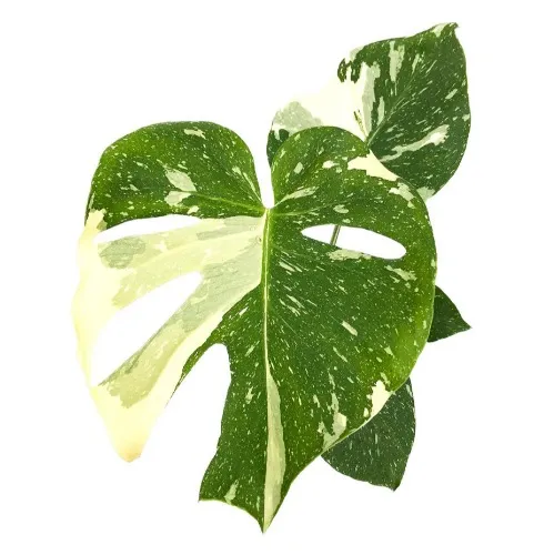 Thai Constellation - Monstera Deliciosa (fruit Salad Plant) 