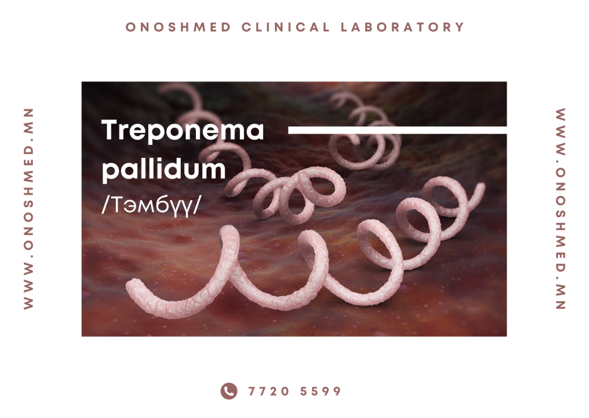 Treponema pallidum