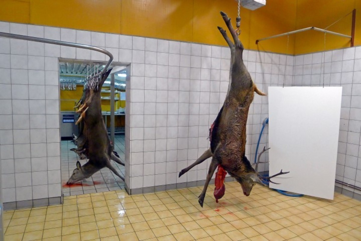 Slaktekurs februar 2022