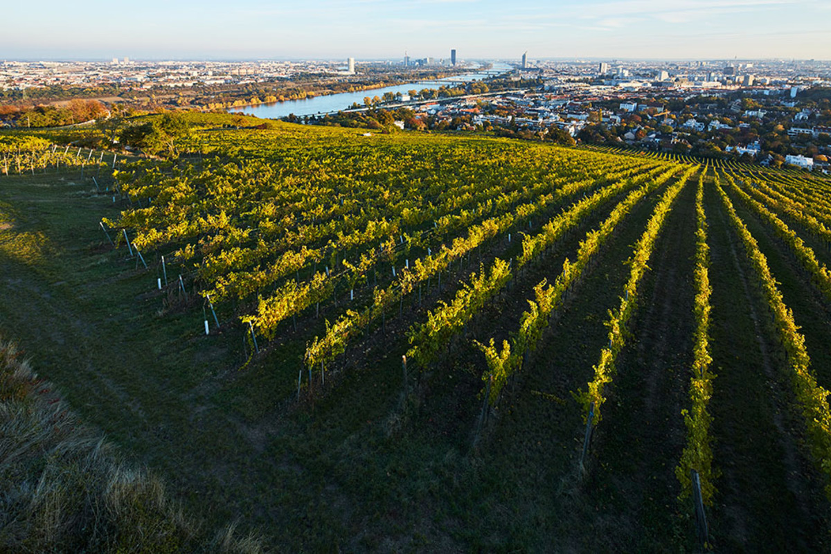 Besøk fra WIEN // Weingut Wieninger & Hajszan Neumann i Matbaren