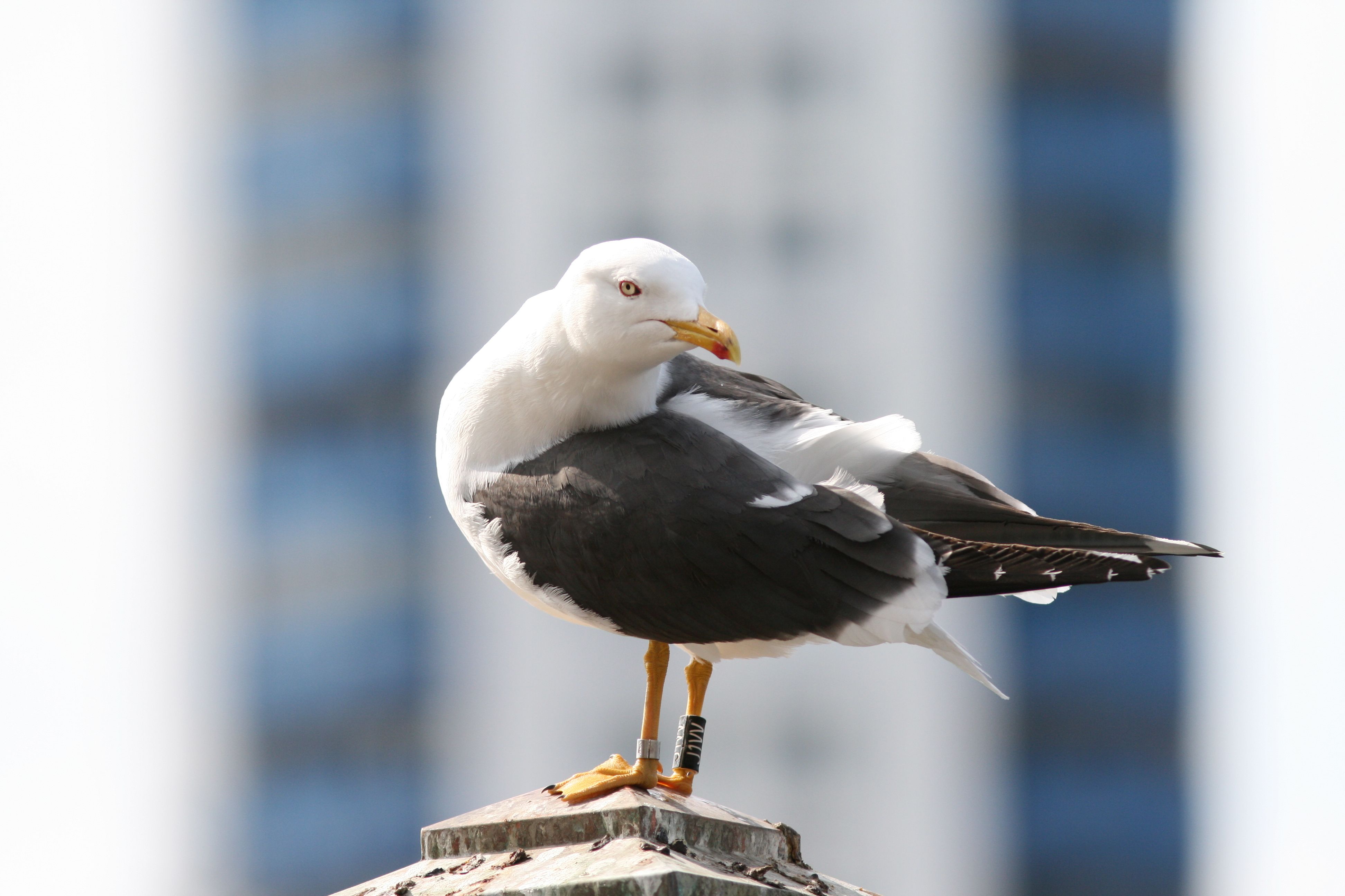 Fuglar i Lyrikken- URBPOP-UP! PROSJEKT PÅ URBANE FUGLEBESTANDER
