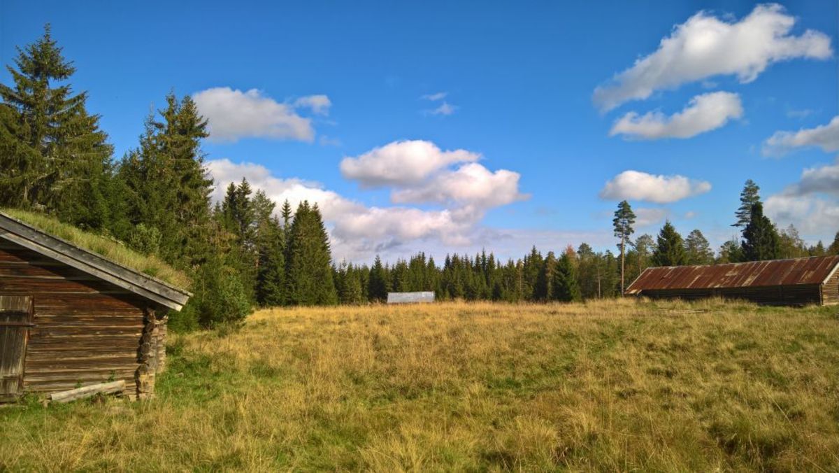 Veensætra og Svartskogkoia