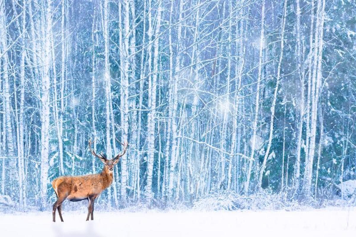 Julekonsert med Ensemble Dali i Molde domkirke