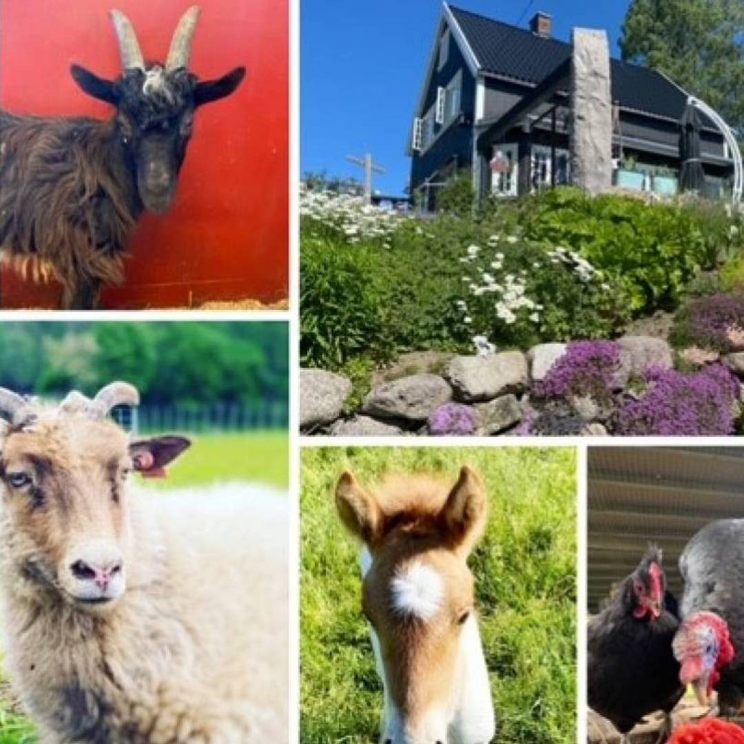 Gratis besøk på Bergvang gård