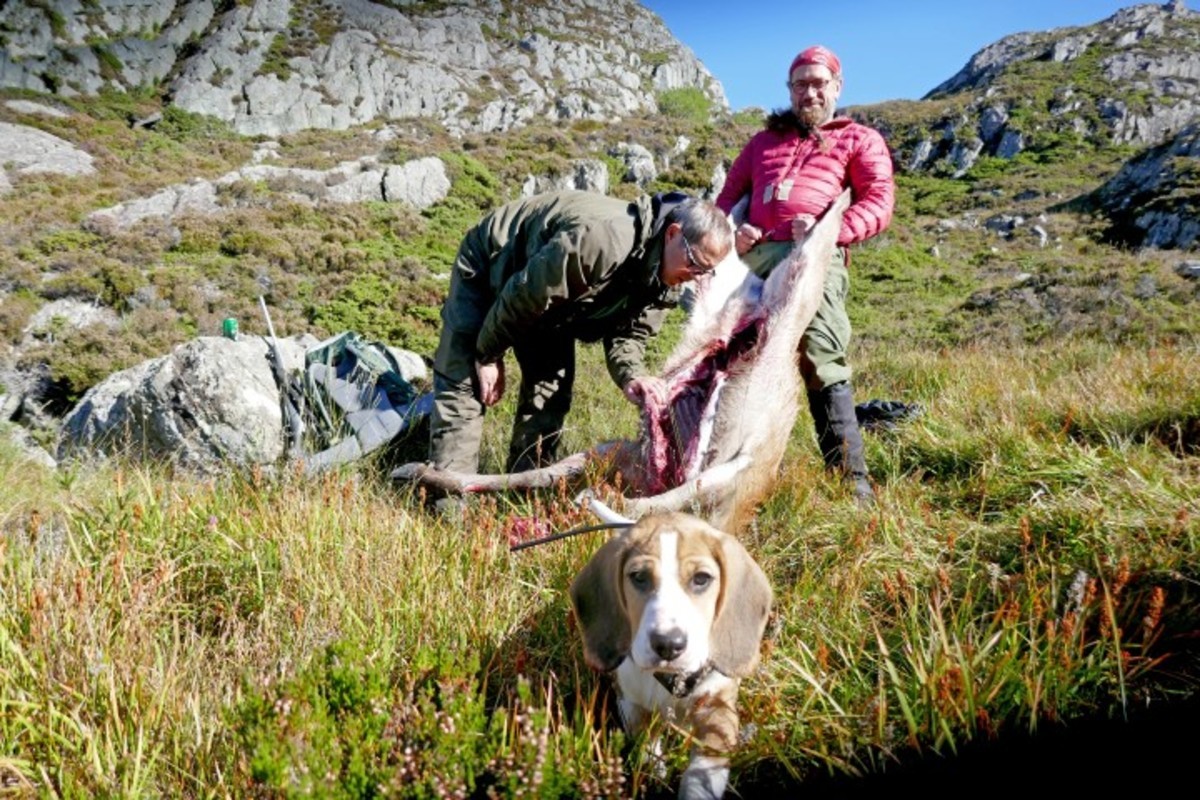 Feltkontrollørkurs Svanøy fredag 16. august