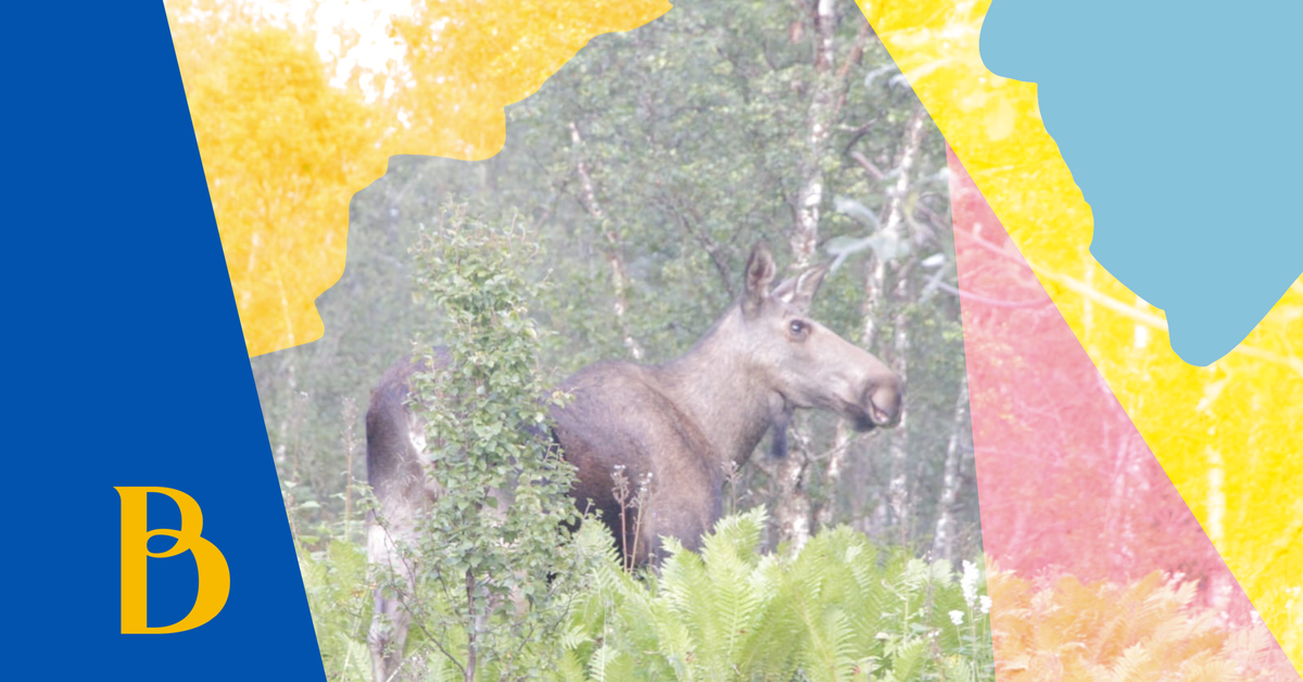 Borealis 2020 : Avgarde X Borealis - Wildlife