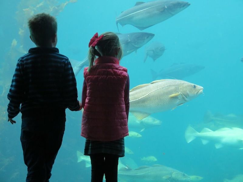 Familievennlige akvarier og vitenparker