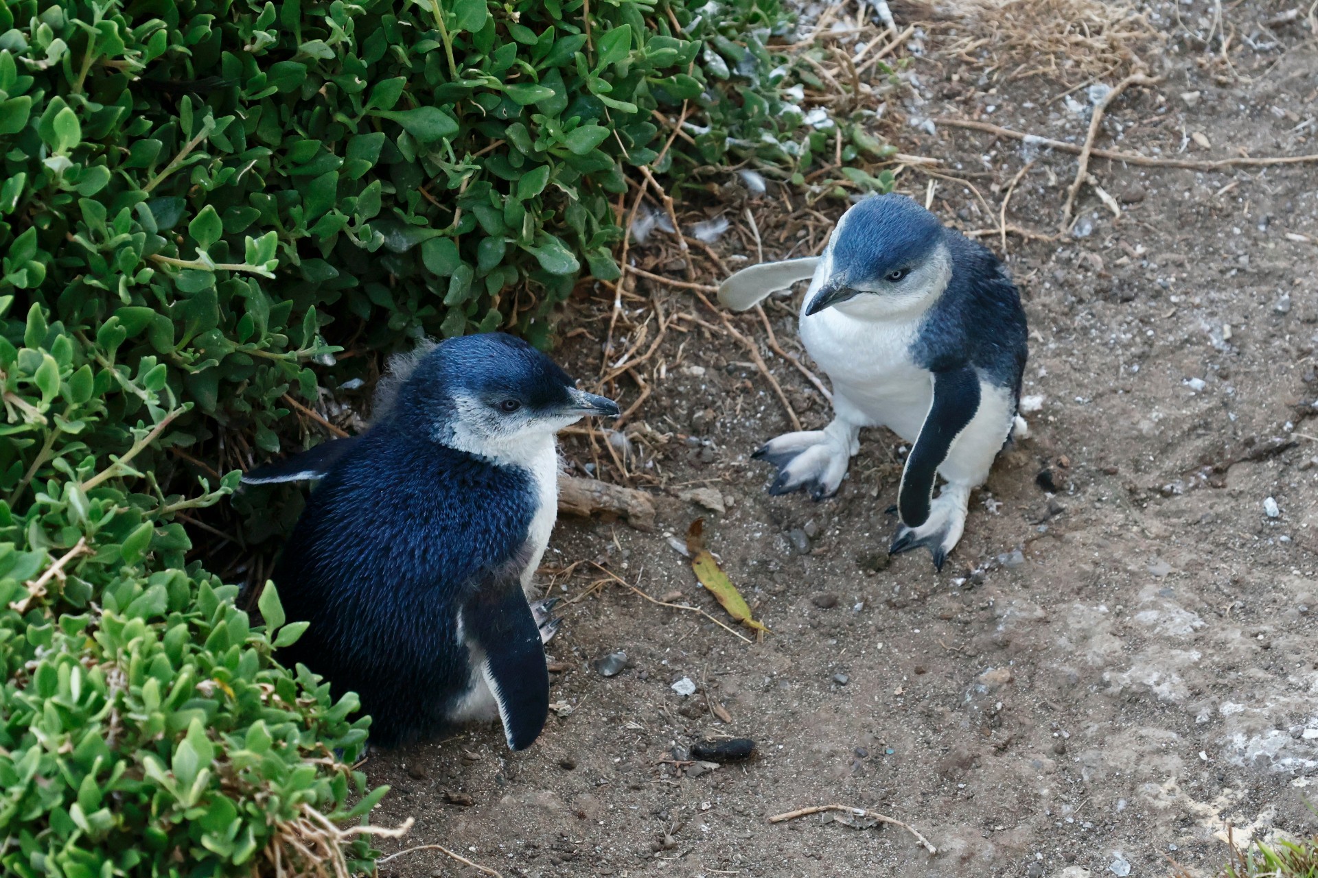 ペンギン・パレード（フィリップ島） 2