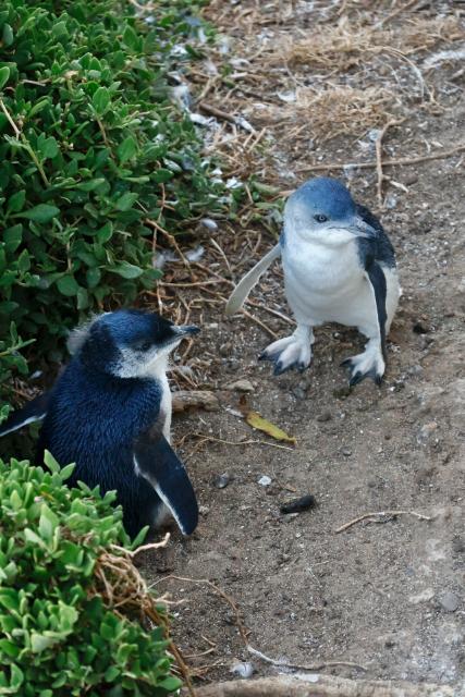 ペンギン・パレード（フィリップ島）