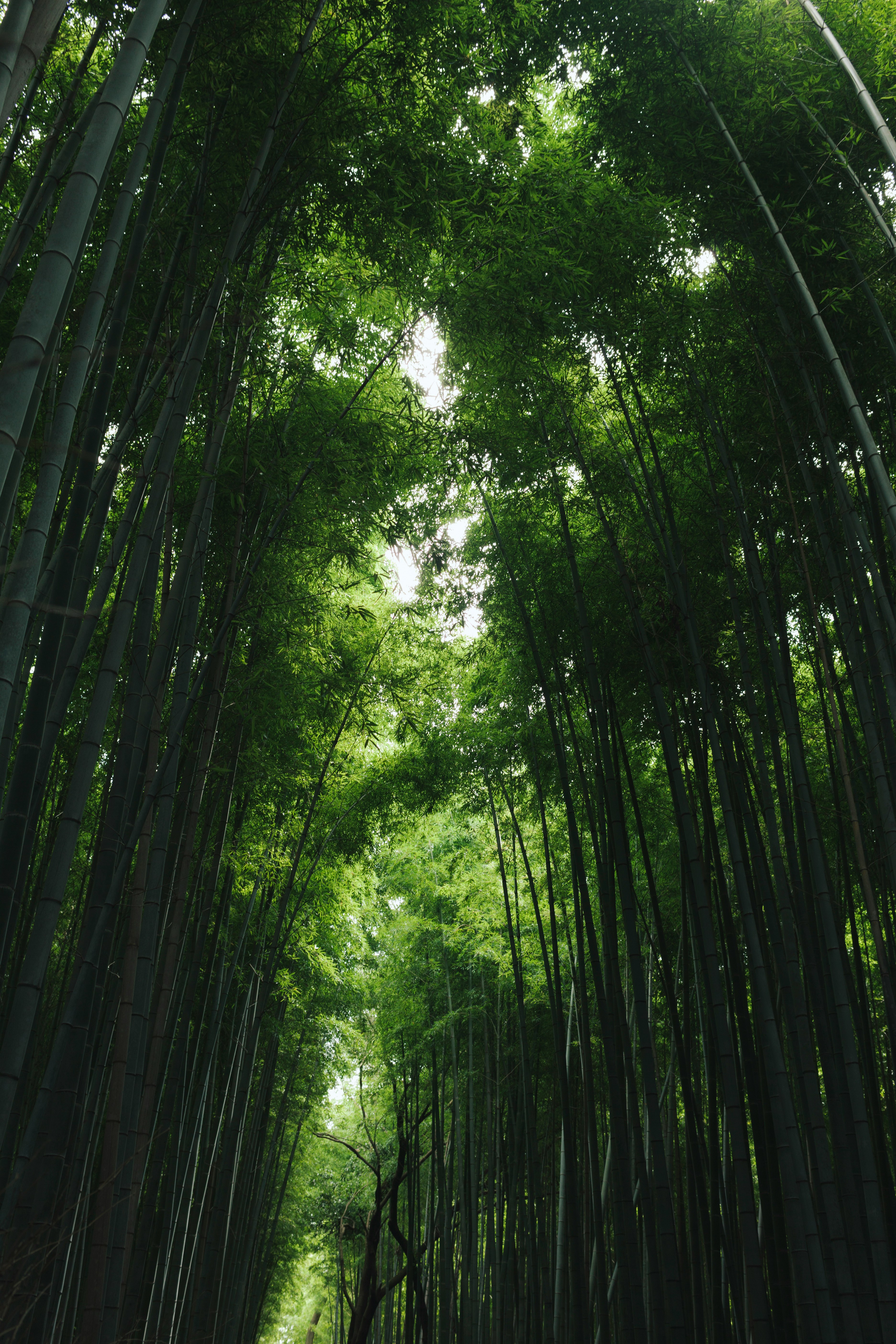 Arashiyama Bamboo Grove 2