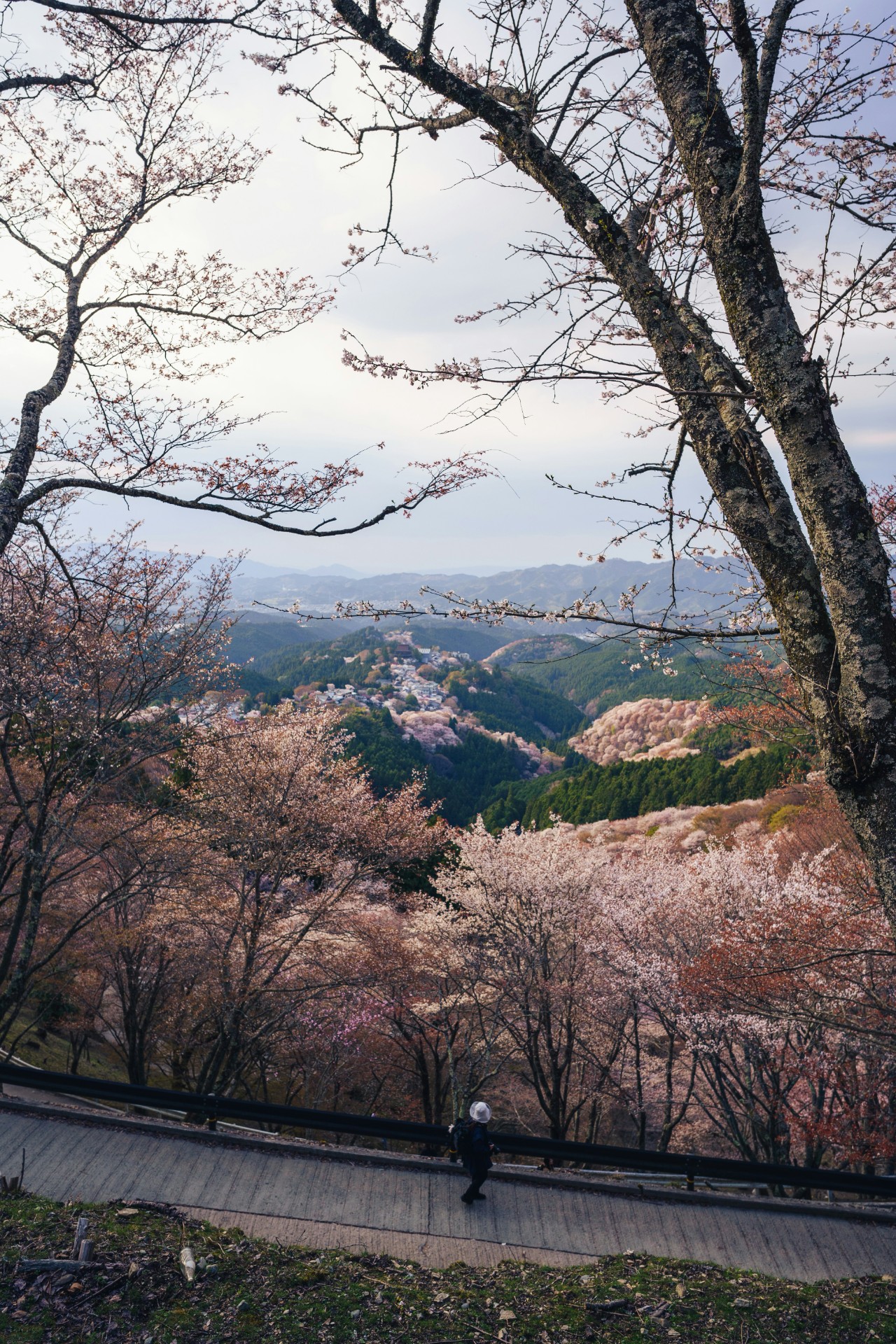 Mt. Yoshino Cherry Blossoms 3