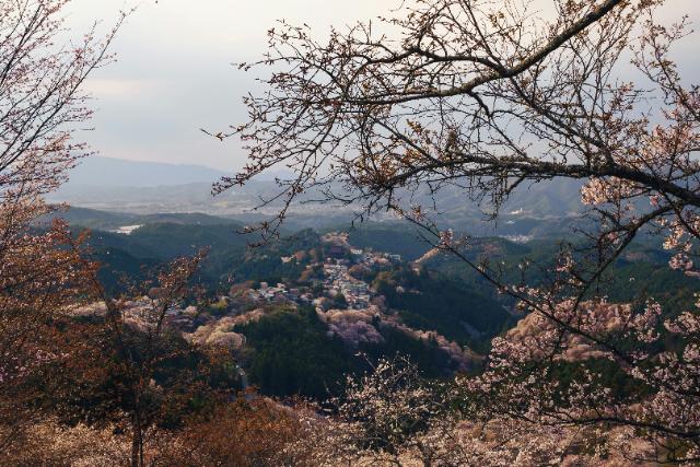Mt. Yoshino Cherry Blossoms