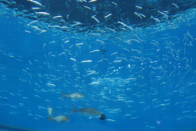 Yokohama Hakkeijima Sea Paradise
