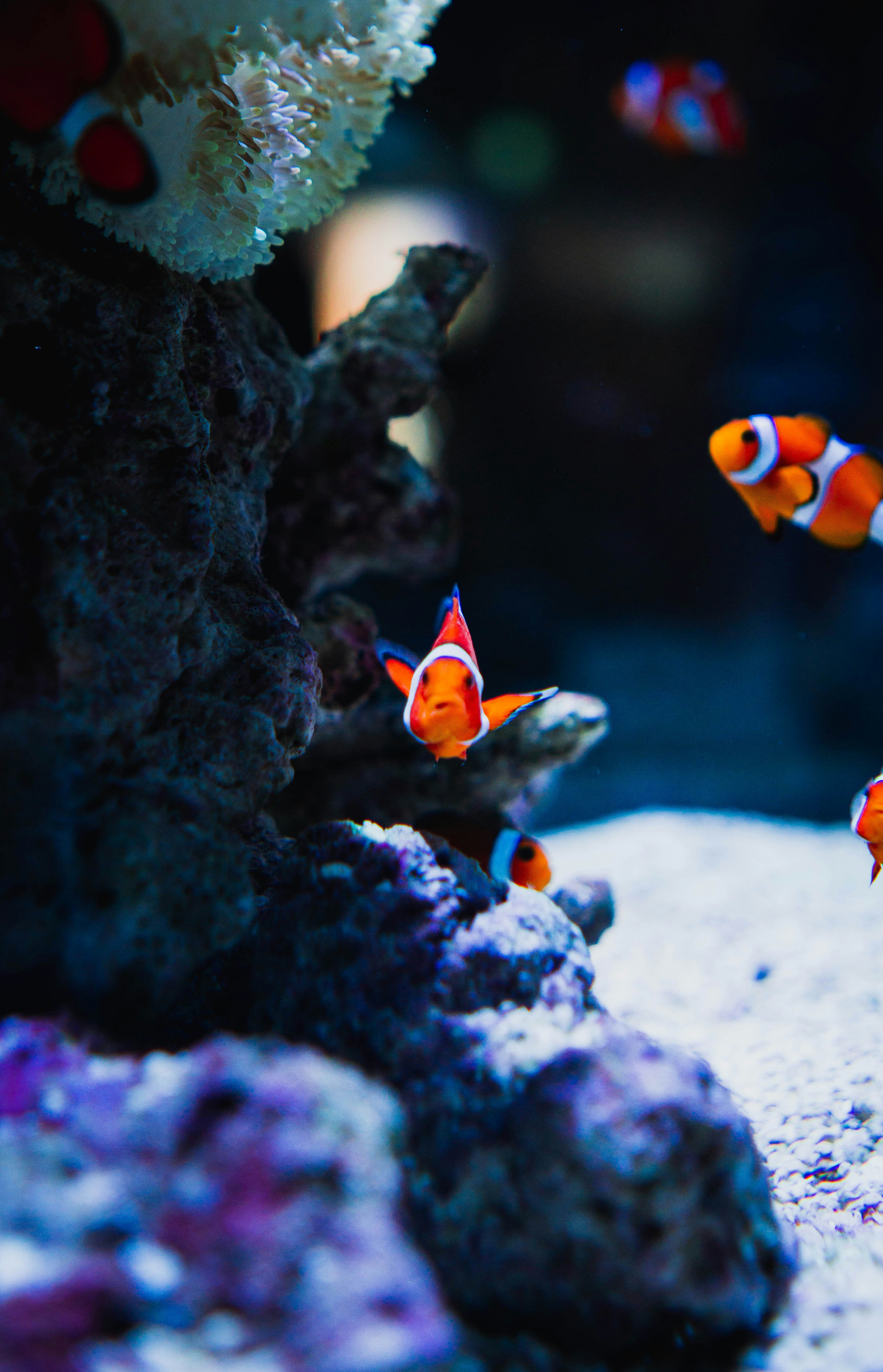 Osaka Aquarium Kaiyukan 4