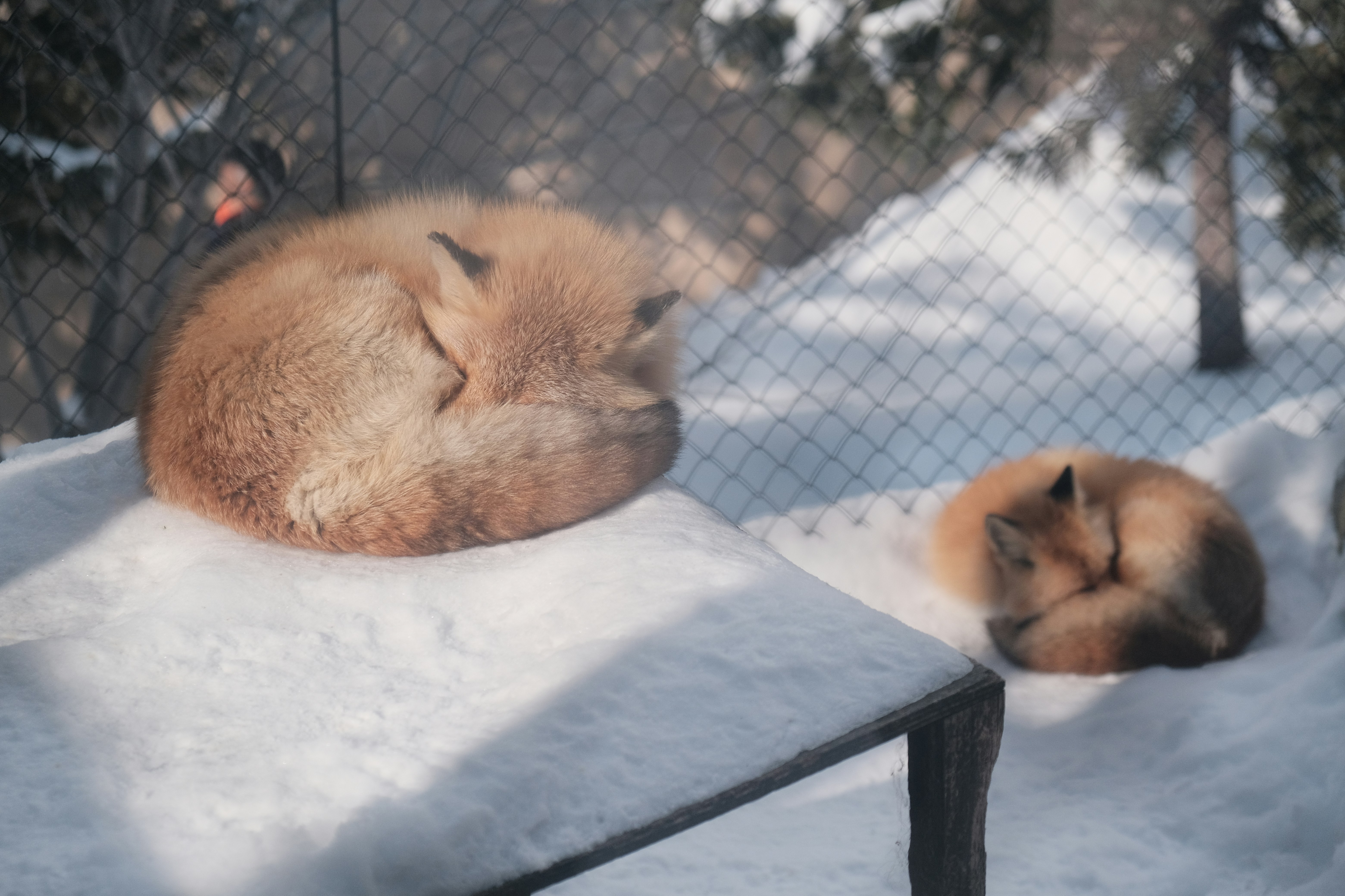 旭山動物園 3