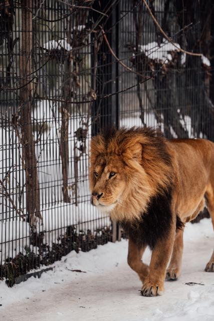 Asahiyama Zoo