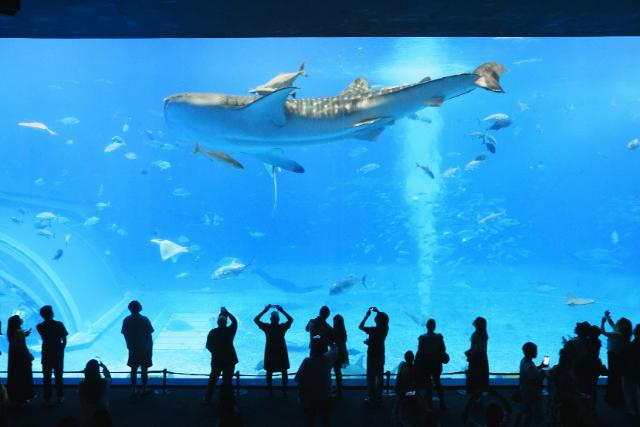 沖縄美ら海水族館
