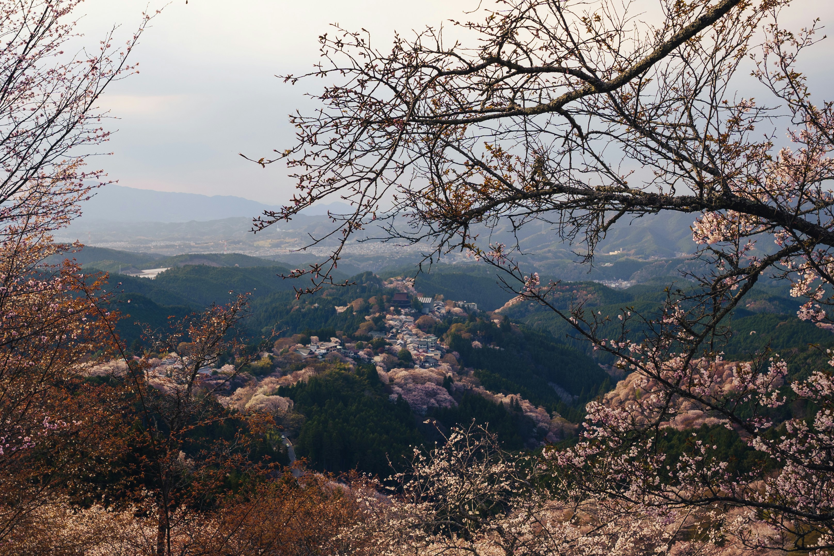 Mt. Yoshino 2