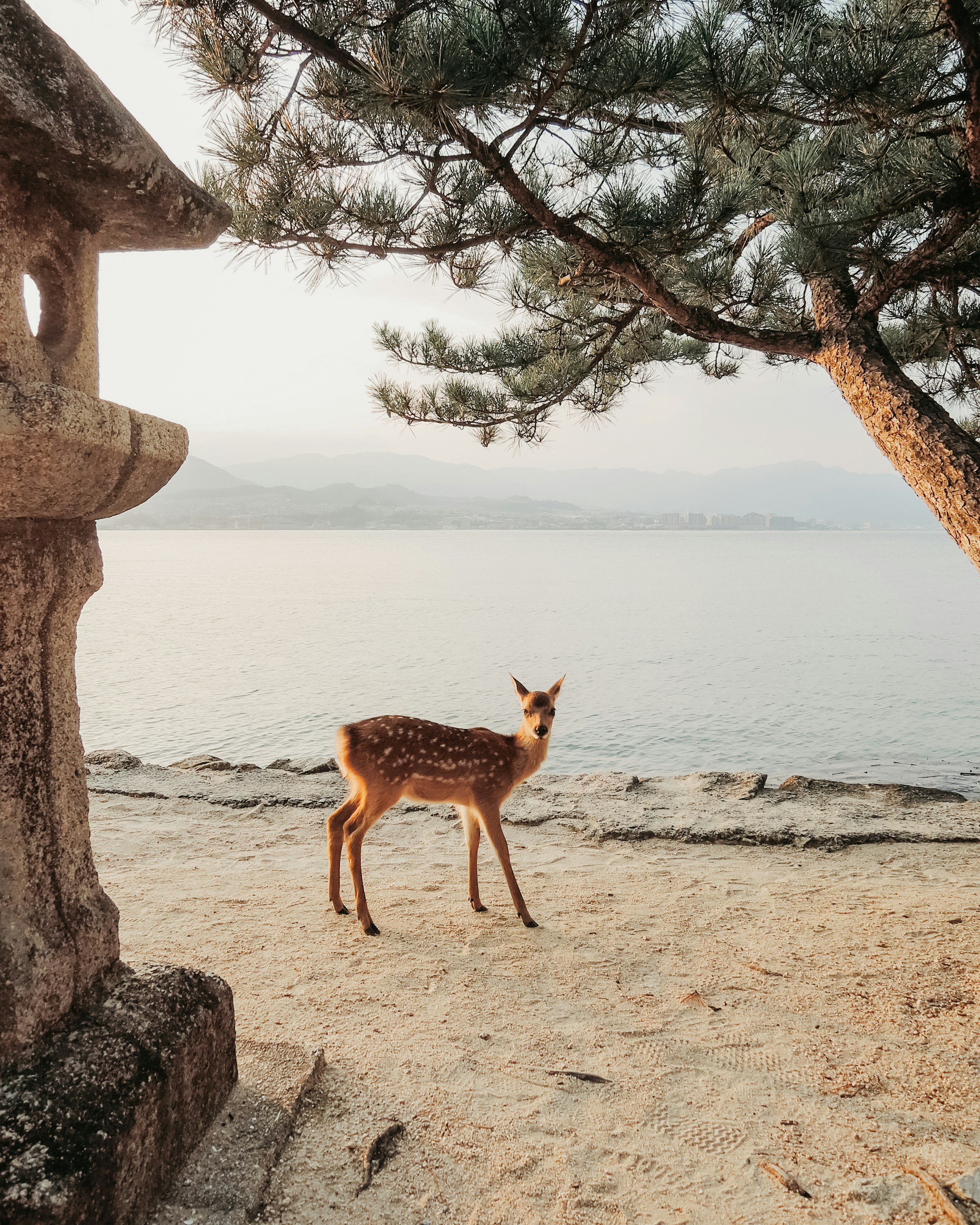 Miyajima 2