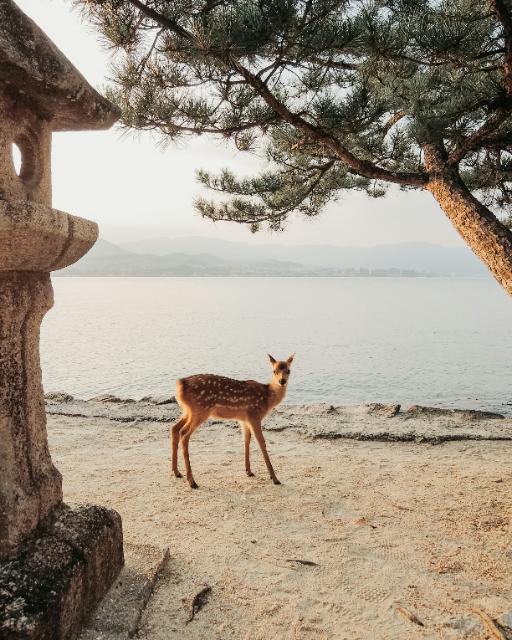 Miyajima
