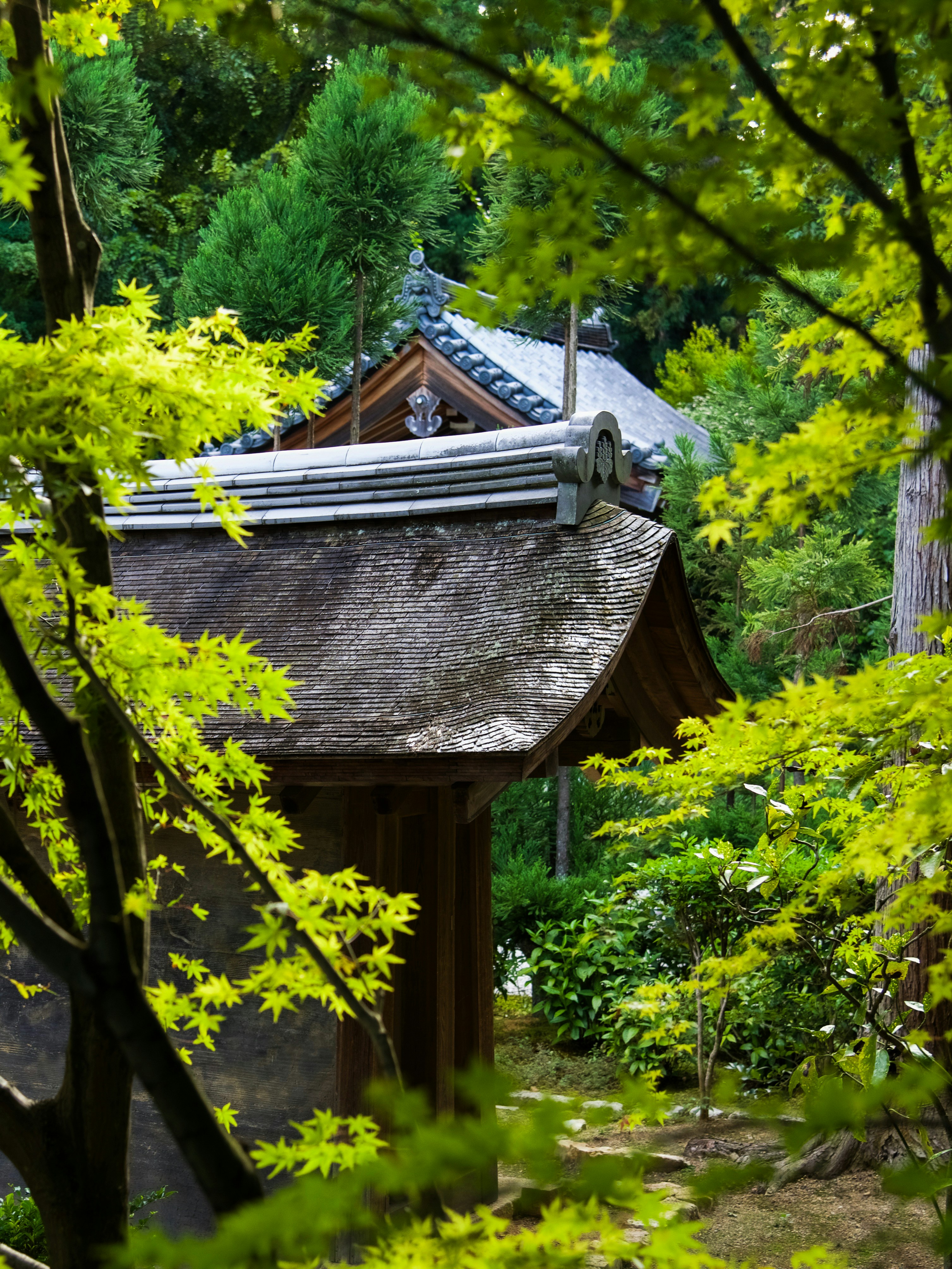 Ryoan-ji Temple 5
