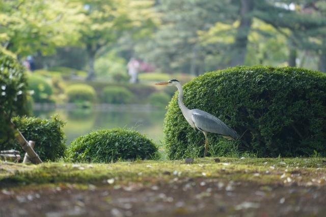 Kenrokuen Garden