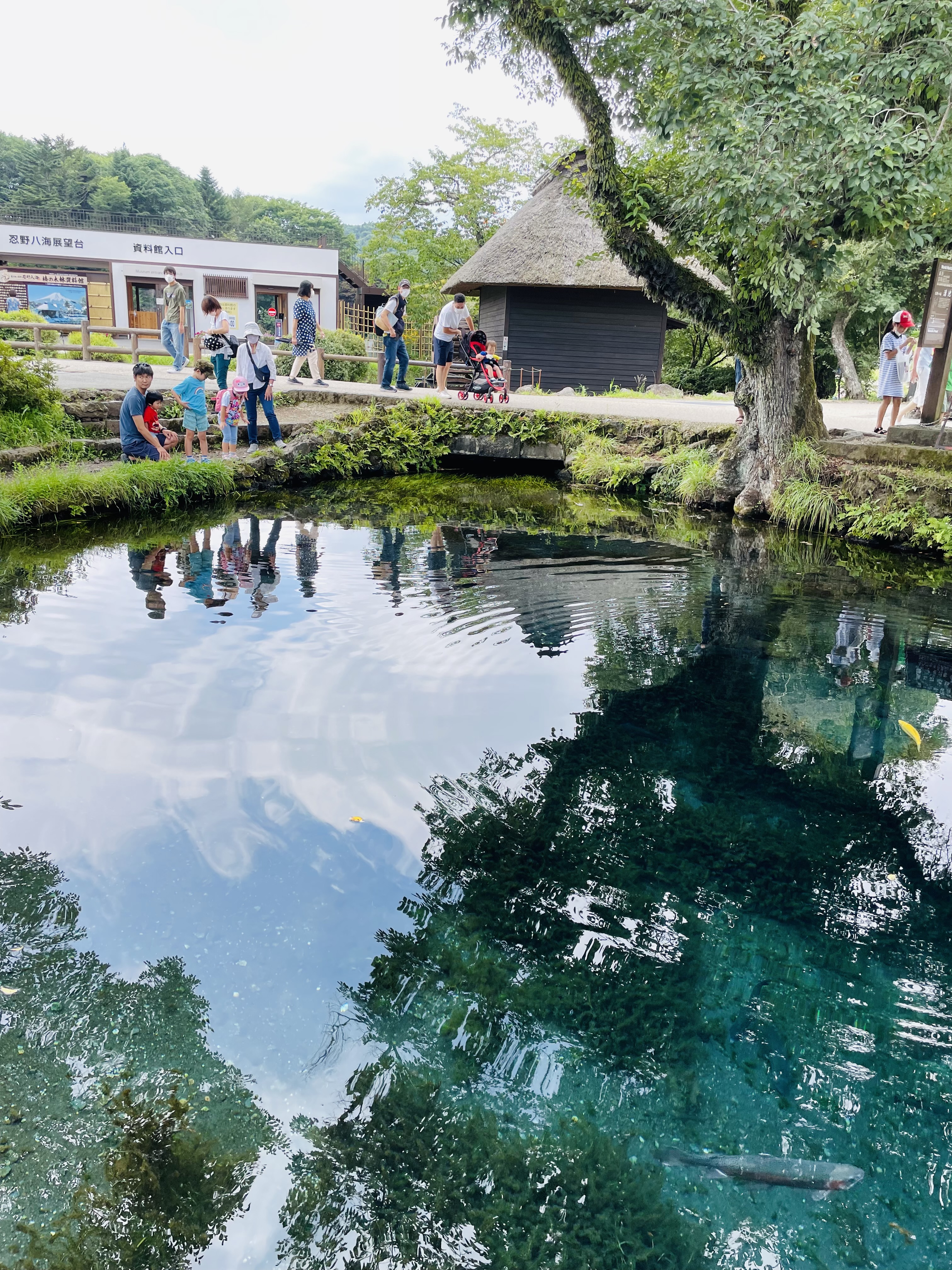 忍野八海 6