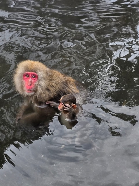 Jigokudani Yaen-koen