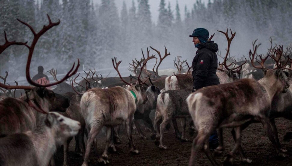 Dişi Ren Geyikleri Boynuzlarını Besin Kaynağı Olarak Kullanıyor