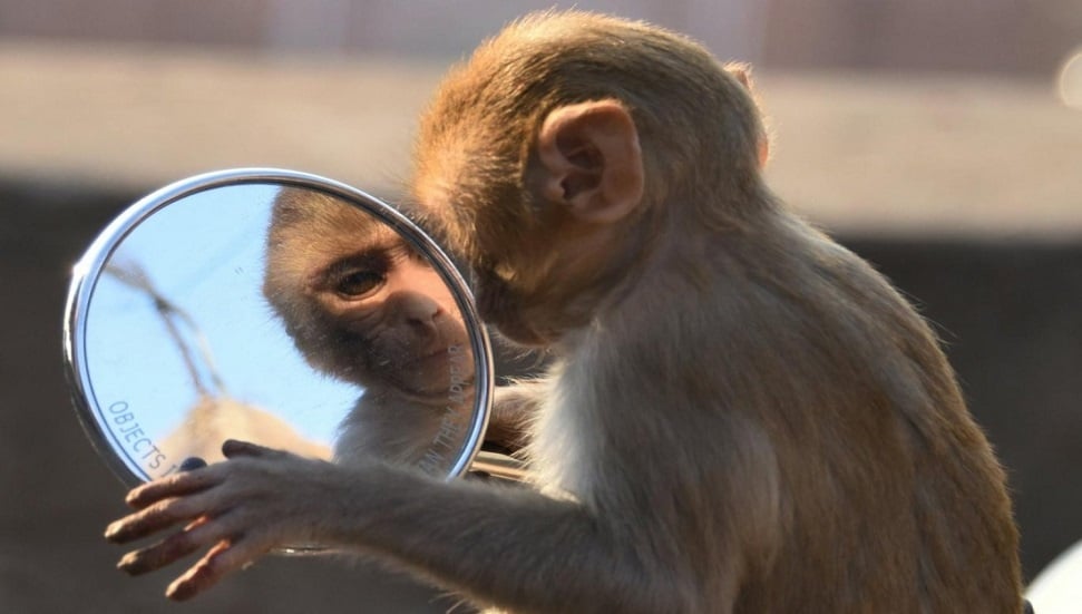 Şempanzelerin Alkol Testine Geçemeyeceği Araştırmalarla Kanıtlandı