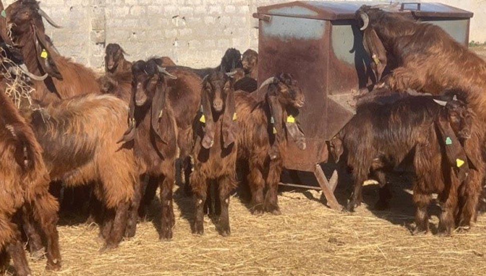 Veteriner Dairesi Çömlekçi'de Canlı Hayvan Satışı Gerçekleştiriyor