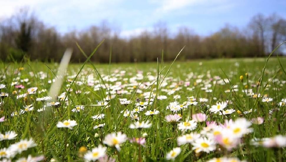 Son cemre toprakla buluştu: Baharın müjdecisi geldi
