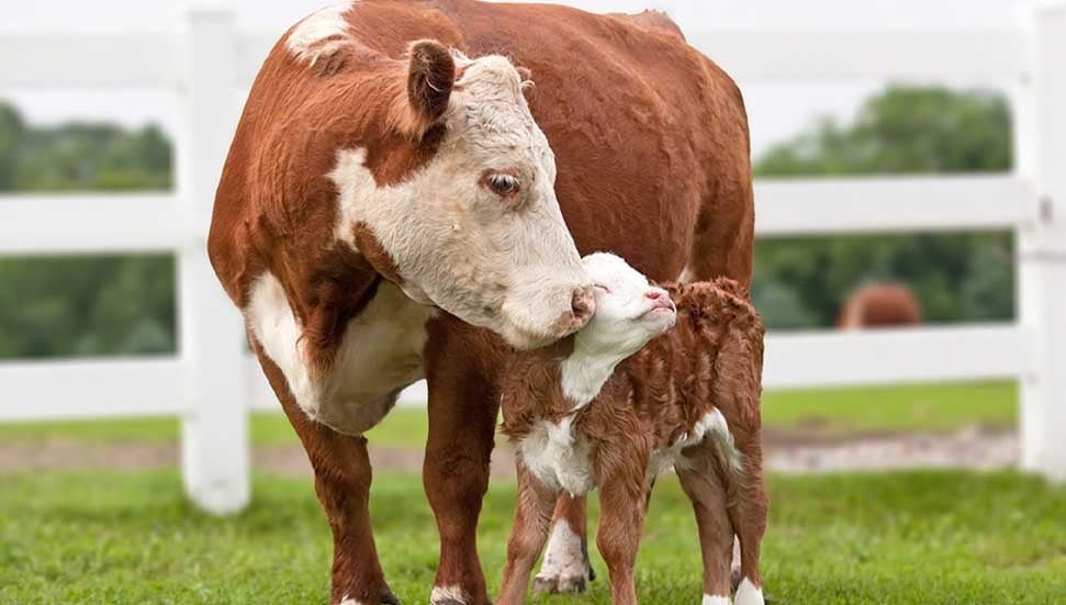 Güney Kıbrıs'ta Dromolakşa'da Yeni Şap Vakası Ortaya Çıktı